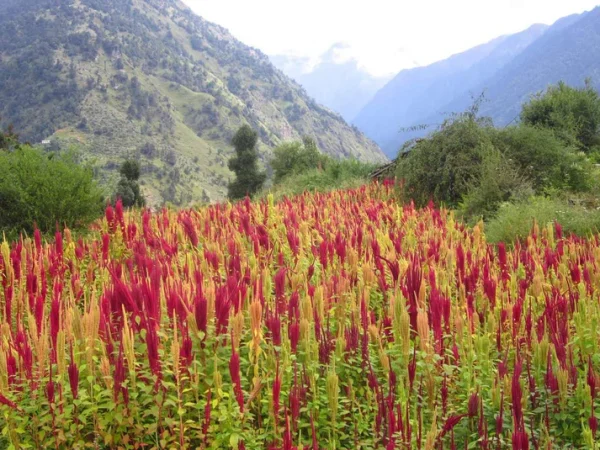 Chaulai/ Amaranthus seeds